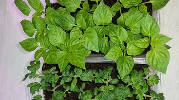 تصویر 3 از نشا فلفل دلمه‌ ای مقاوم به بیماری‌ ها